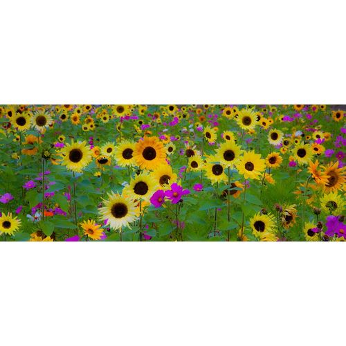 Gulin, Sylvia 아티스트의 USA-New Hampshire meridian planted with sunflowers and cosmos flowers along Interstate 95작품입니다.